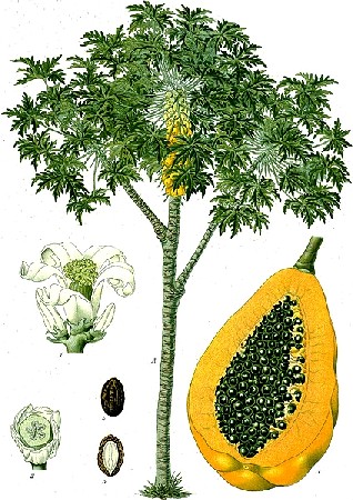 Papaya  Botanical Drawing